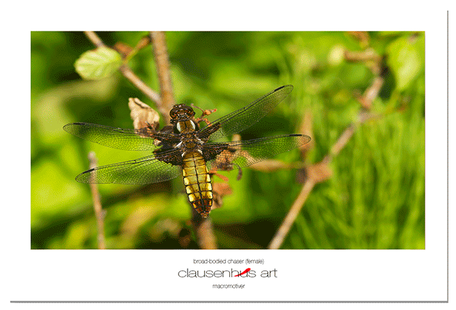 broad-bodied-chaser-(female).png