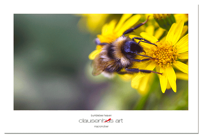 bumblebee-heaven.png