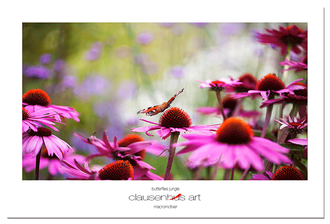 butterflies-jungle.png