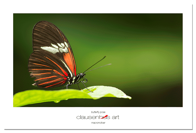 butterfly-pose.png