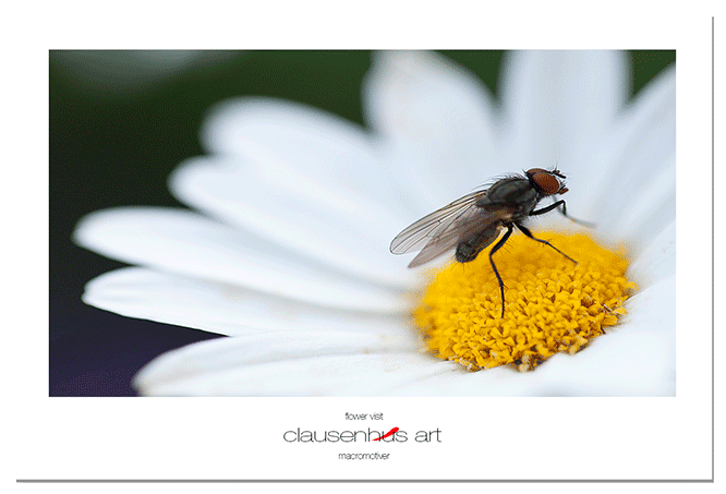 flower-visit.png