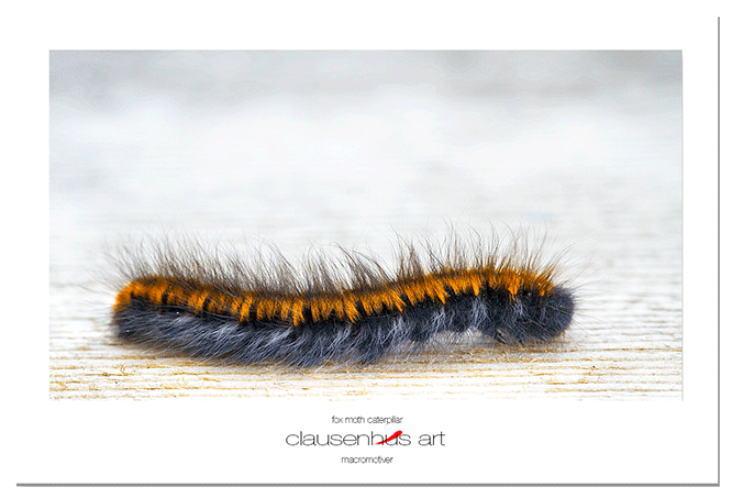 fox-moth-caterpillar.png