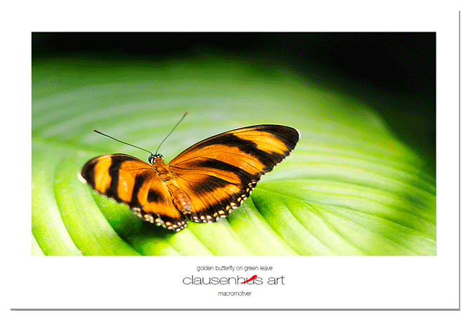golden-butterfly-on-green-leave.png