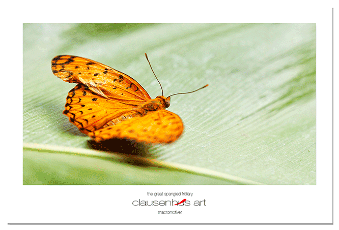 the-great-spangled-fritillary.png