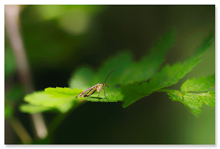 scorpion-fly.png