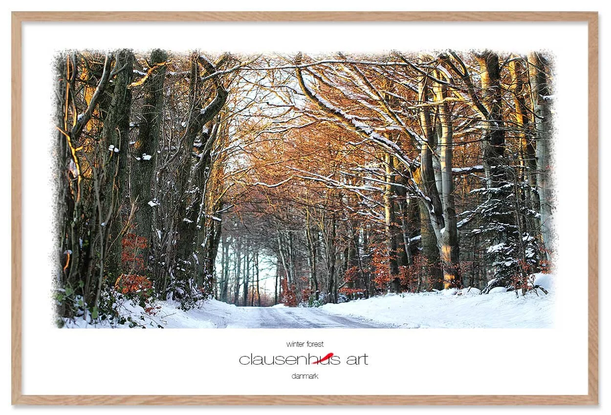 winter-forest-copy.jpg