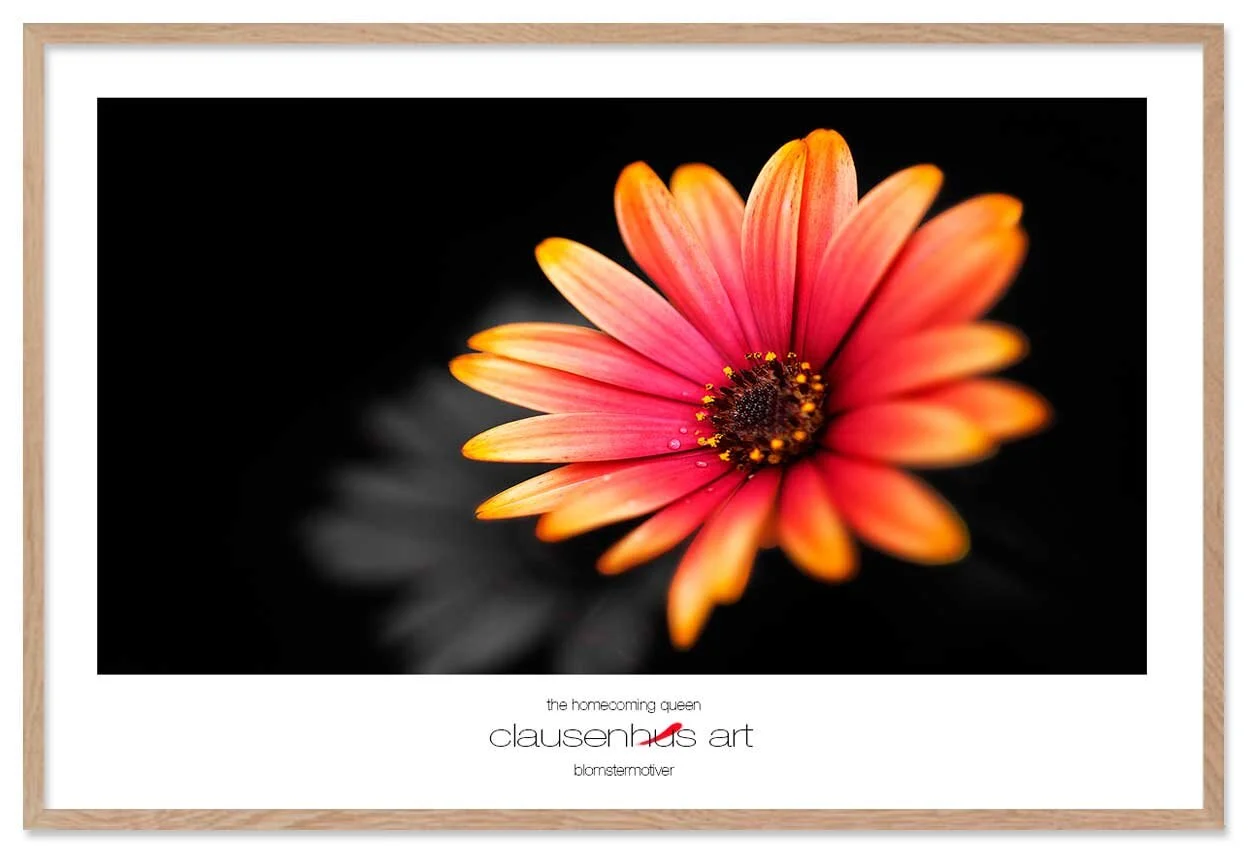 the-homecoming-queen-copy.jpg