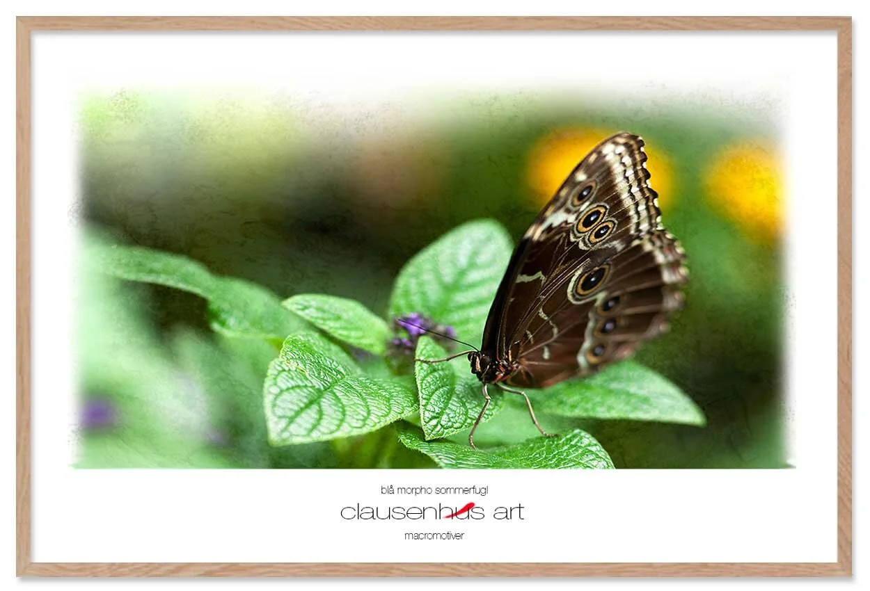 blå-morpho-sommerfugl-copy.jpg