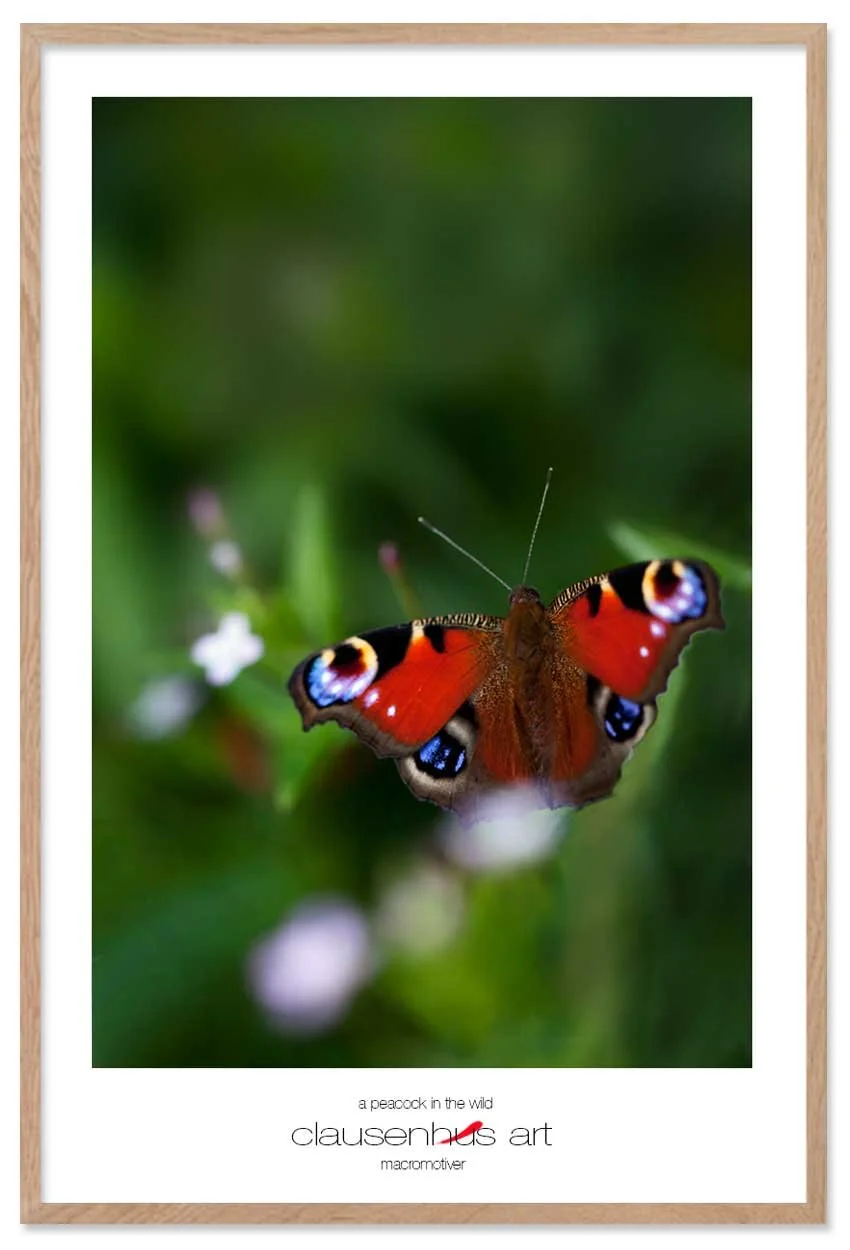 a-peacock-in-the-wild-copy.jpg