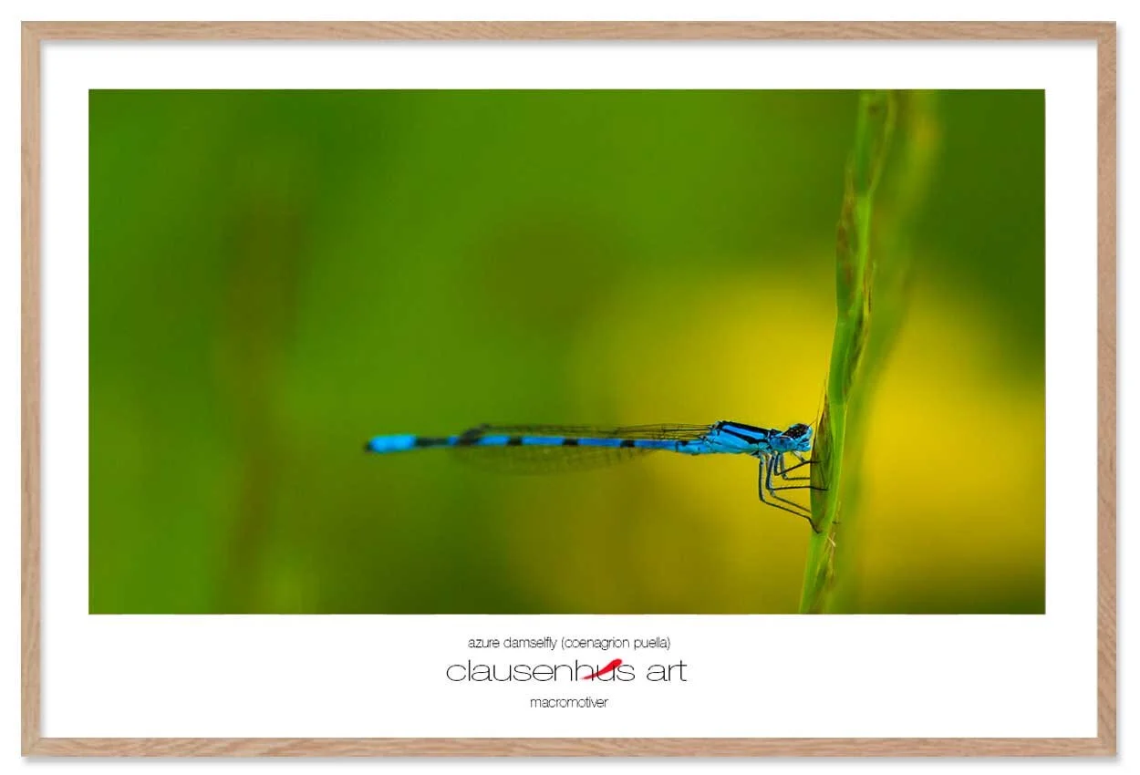 azure-damselfly-(coenagrion-puella)-copy.jpg