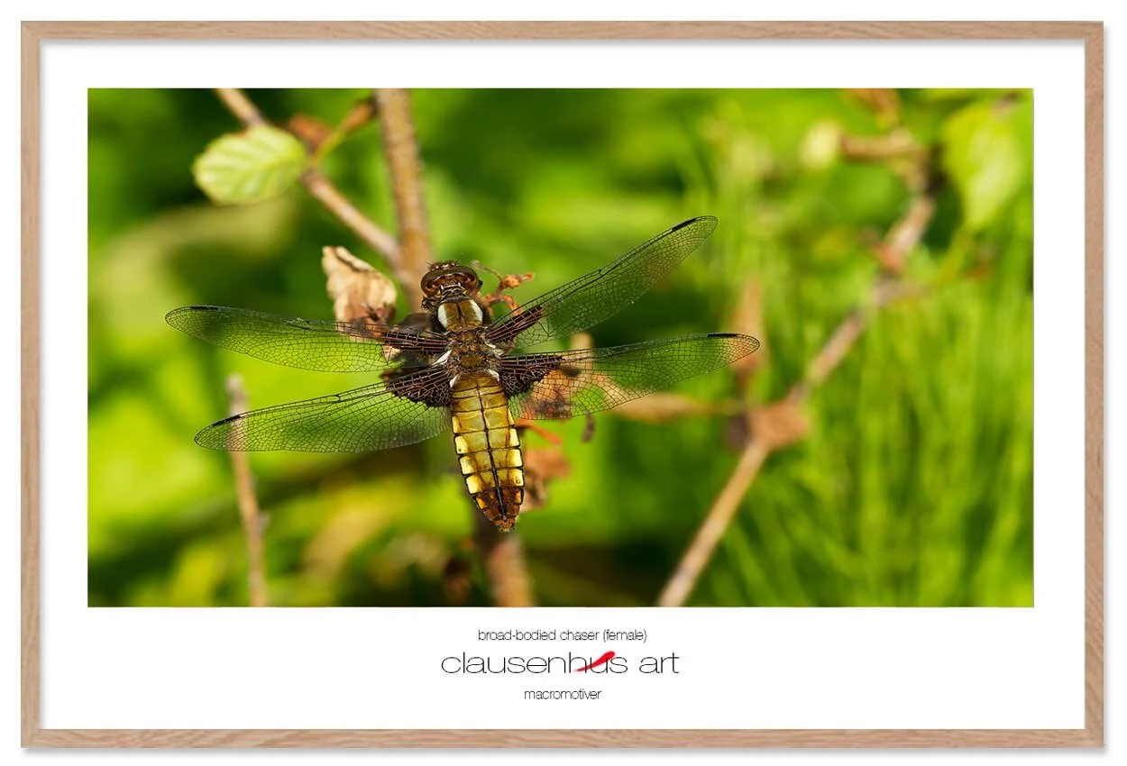 broad-bodied-chaser-(female)-copy.jpg