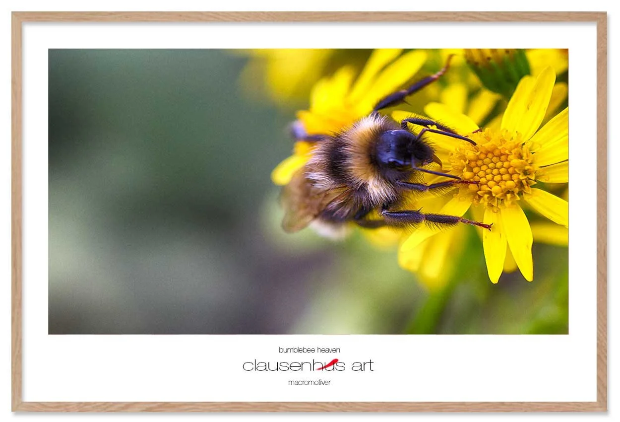 bumblebee-heaven-copy.jpg