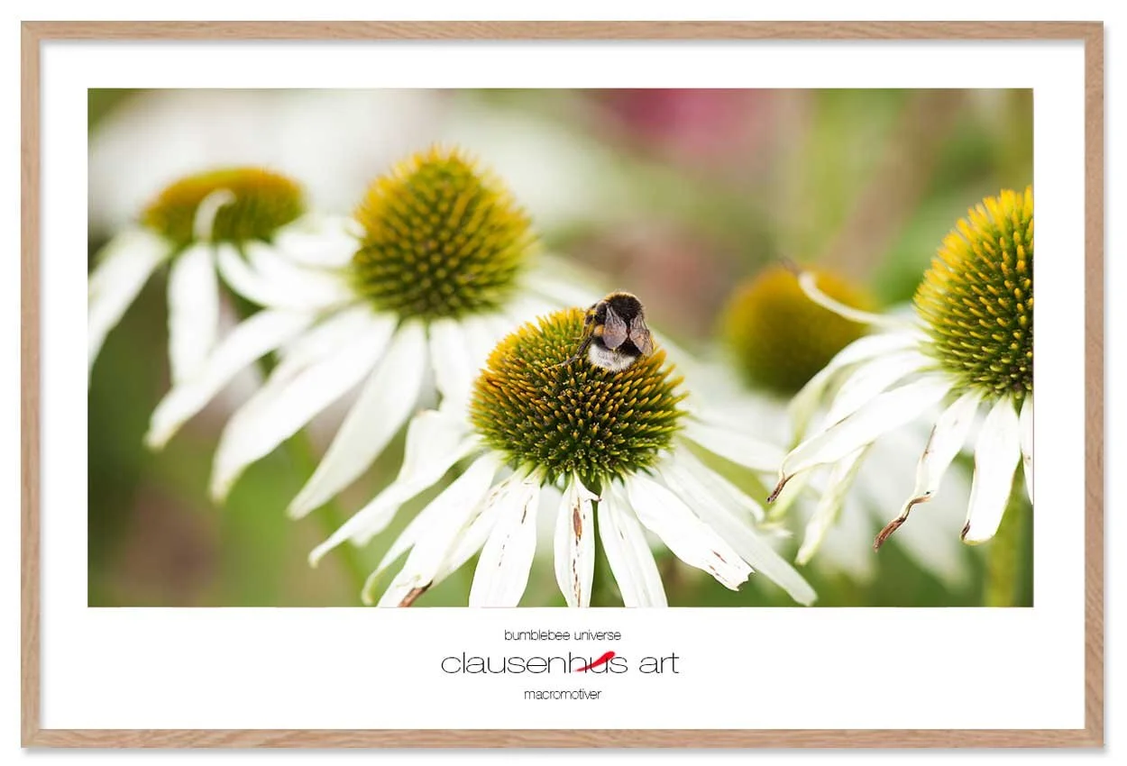 bumblebee-universe-copy.jpg