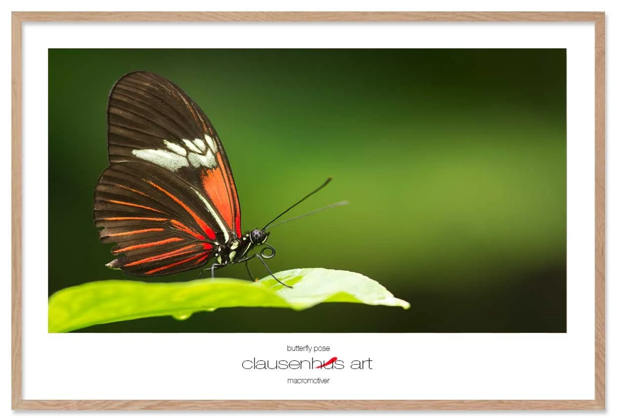 butterfly-pose-copy.jpg