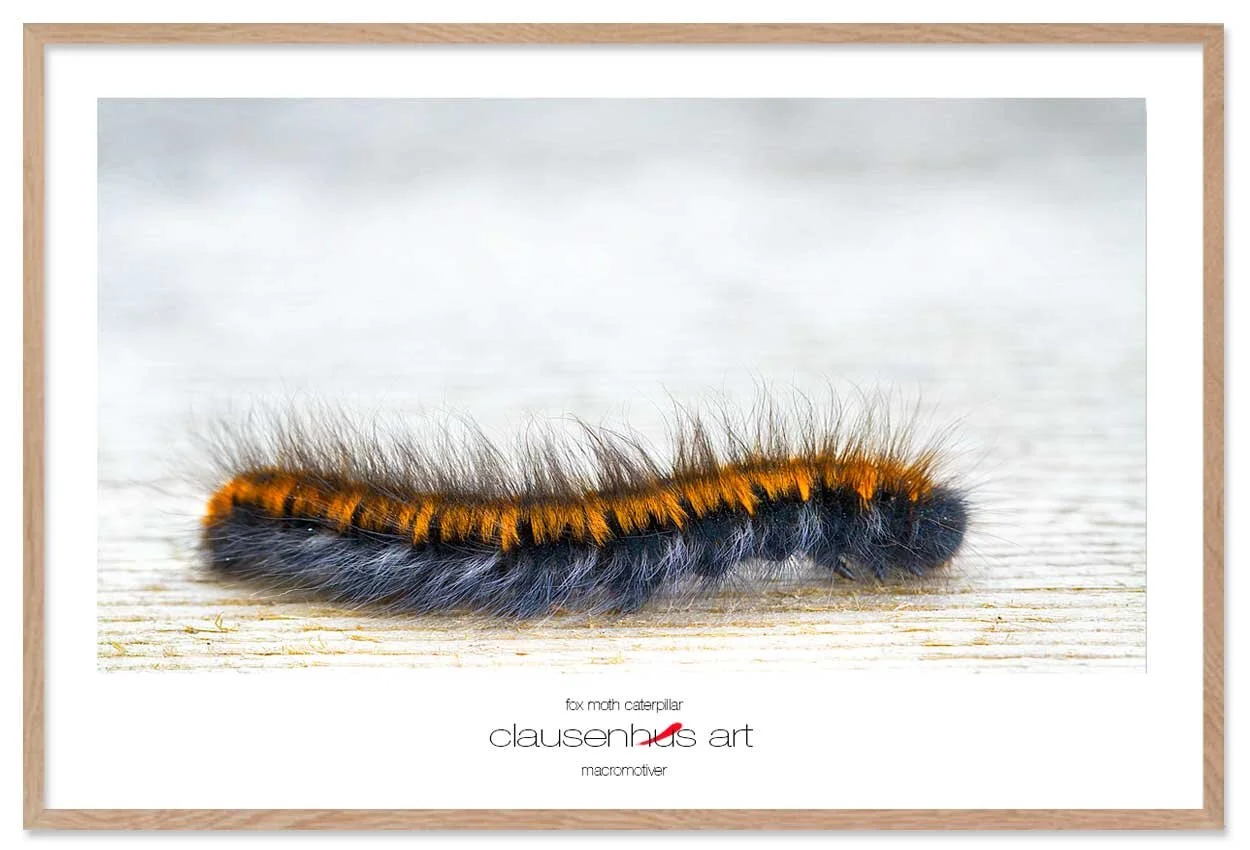 fox-moth-caterpillar-copy.jpg