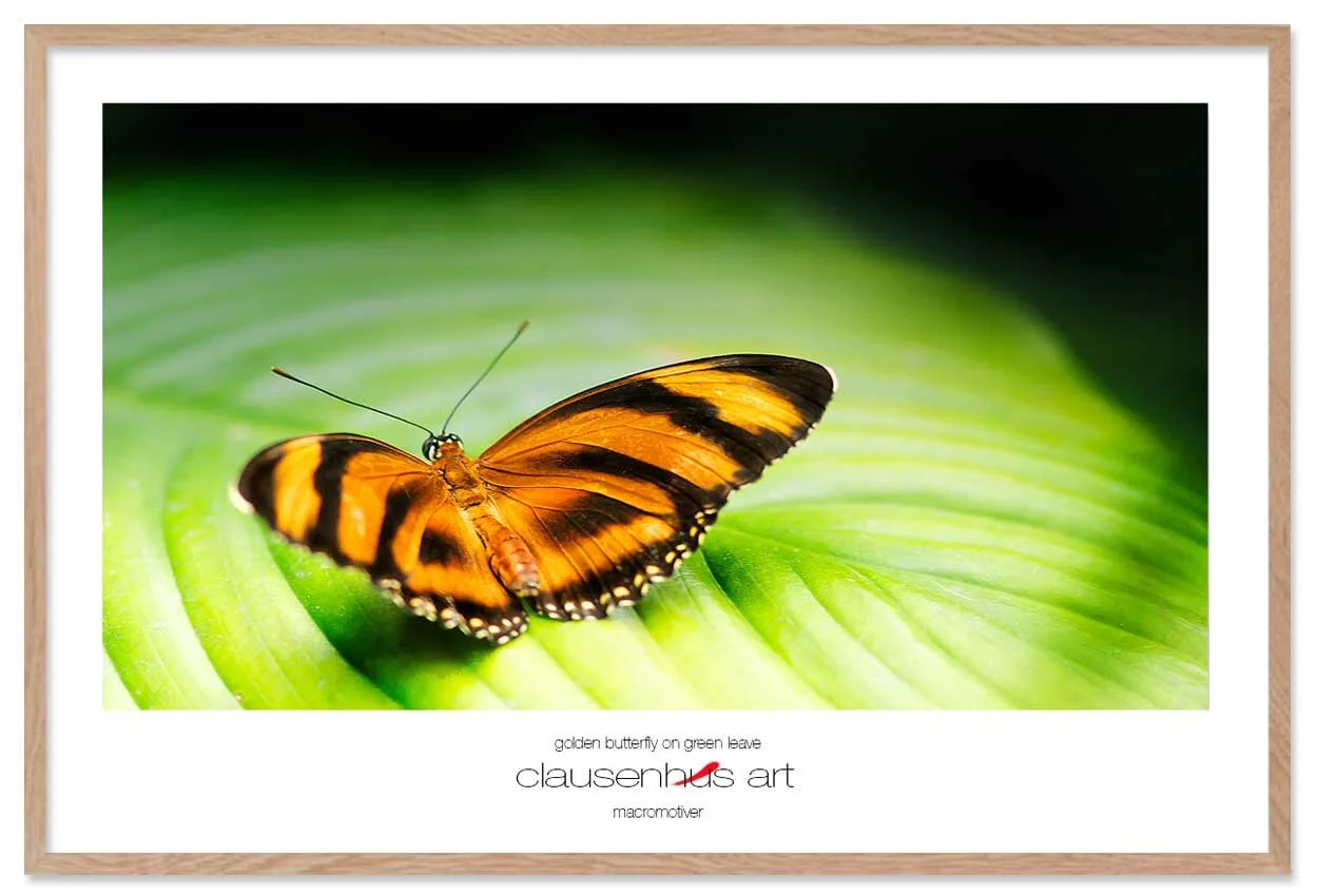 golden-butterfly-on-green-leave-copy.jpg