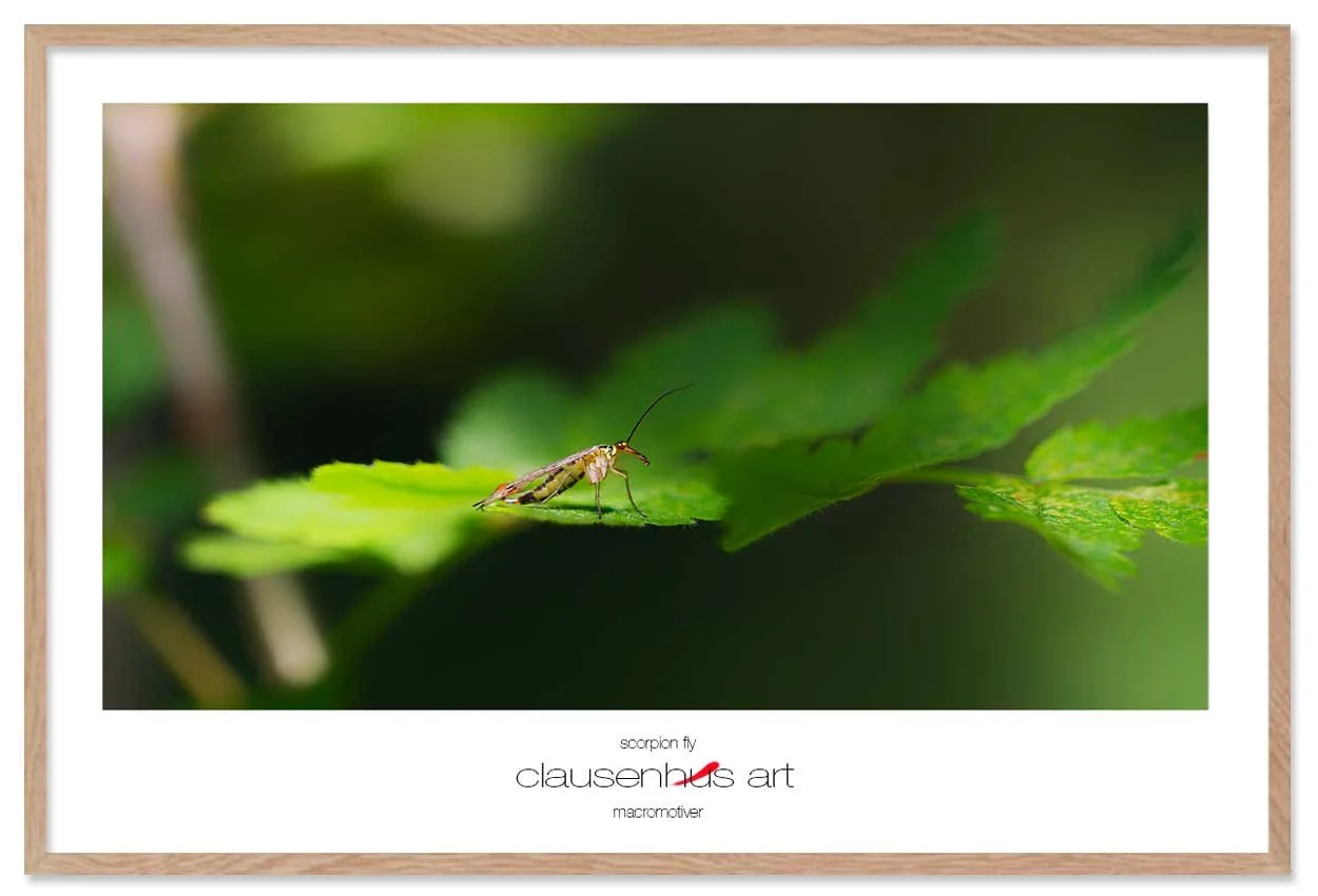 scorpion-fly-copy.jpg