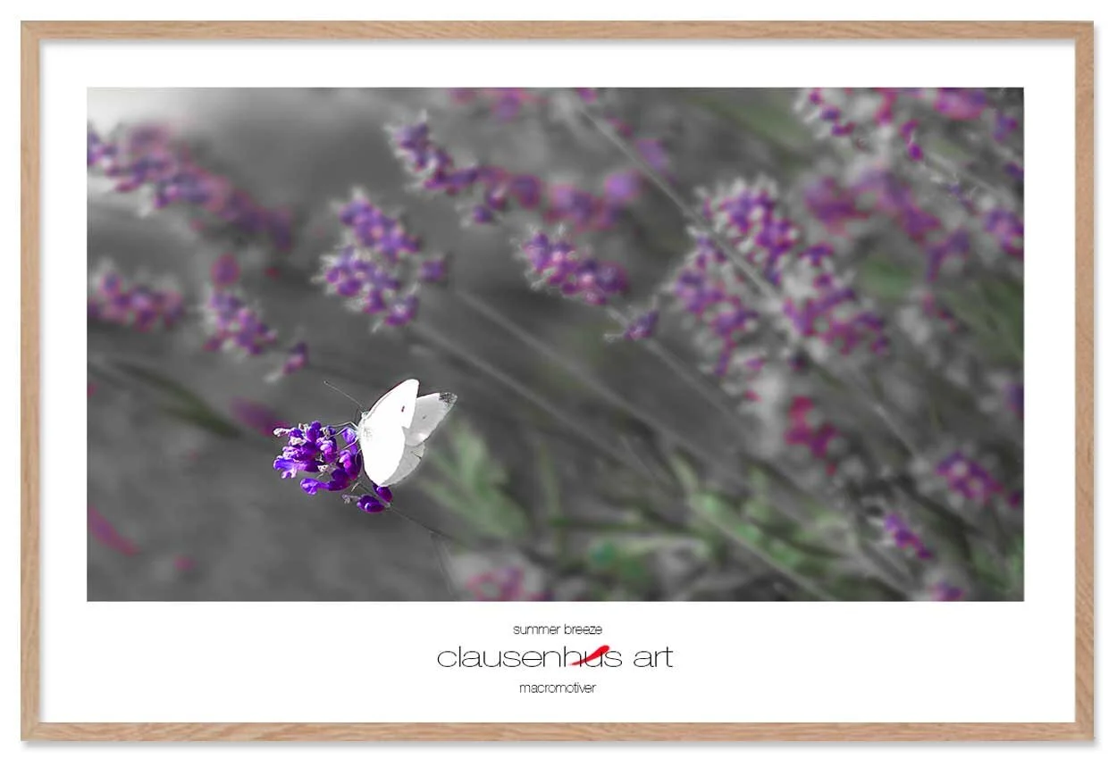summer-breeze-copy.jpg