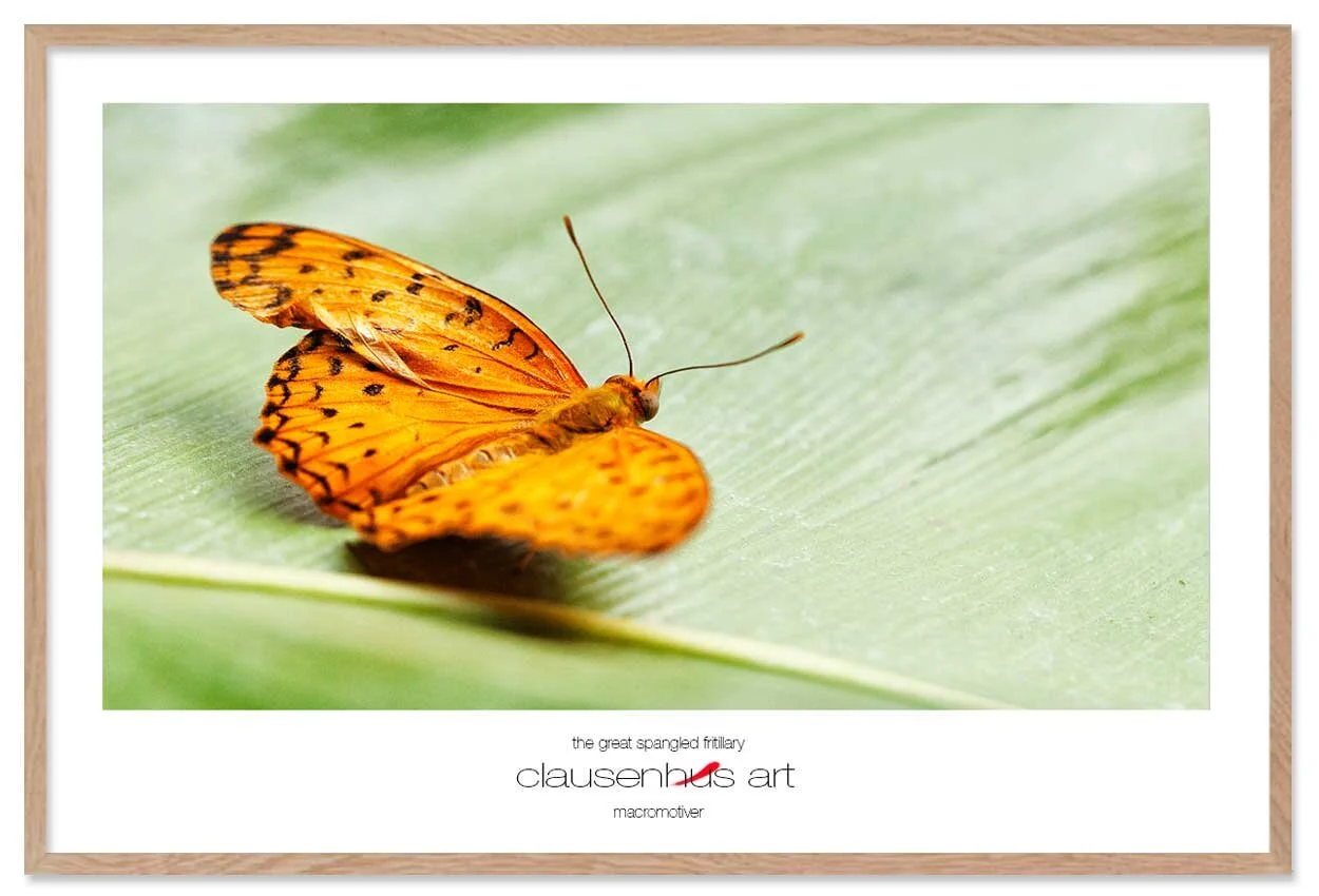 the-great-spangled-fritillary-copy.jpg