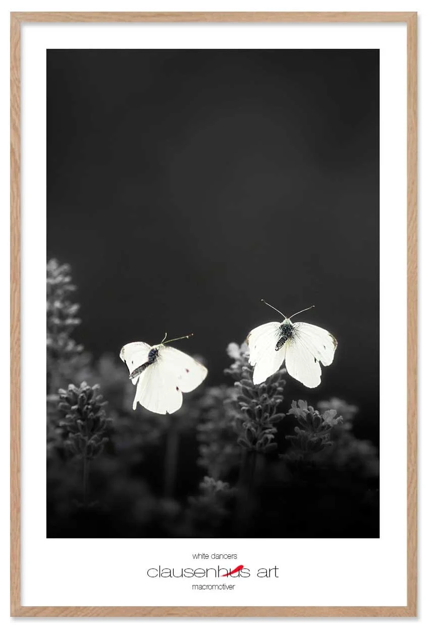 white-dancers-copy.jpg