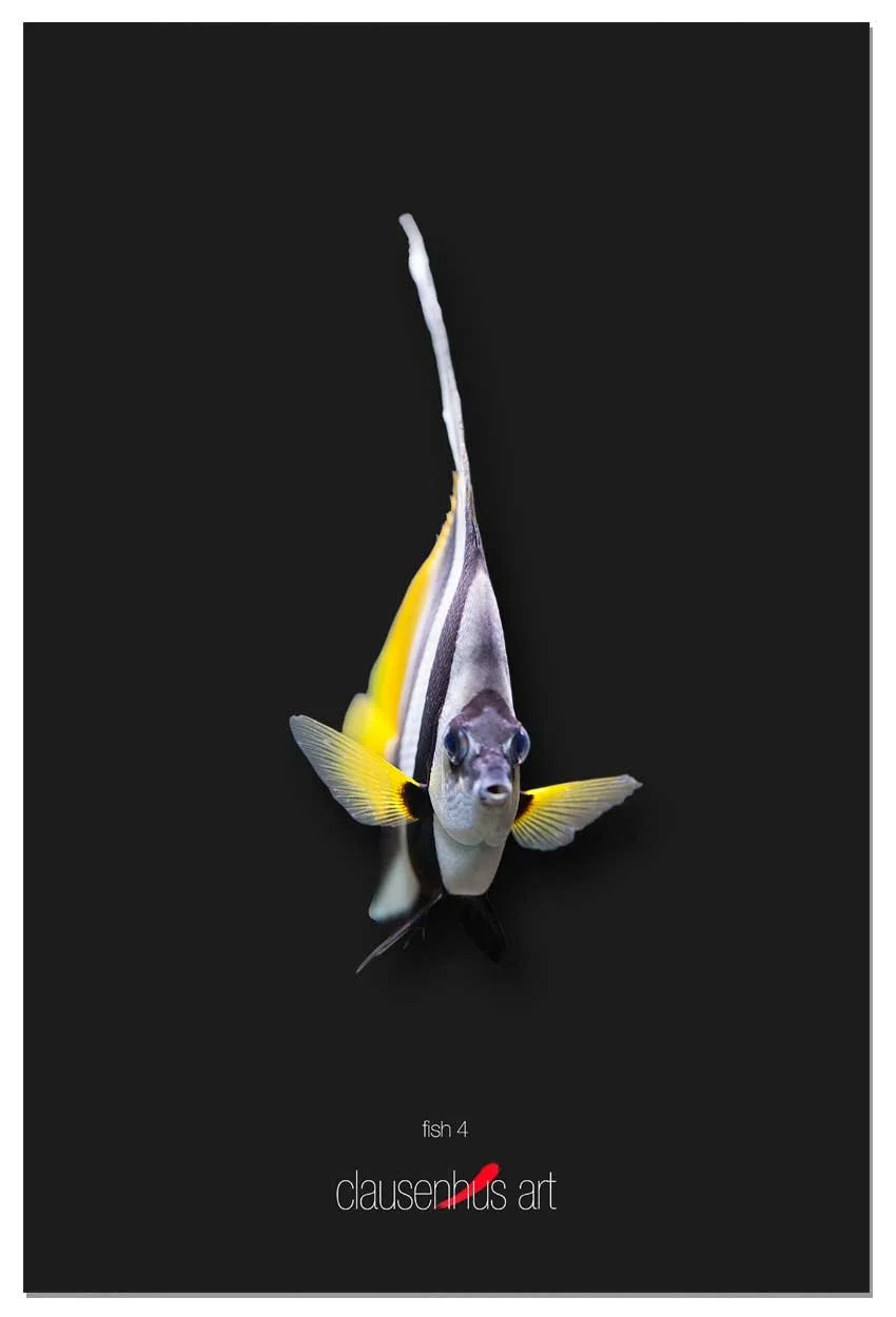 fish-4-copy.jpg