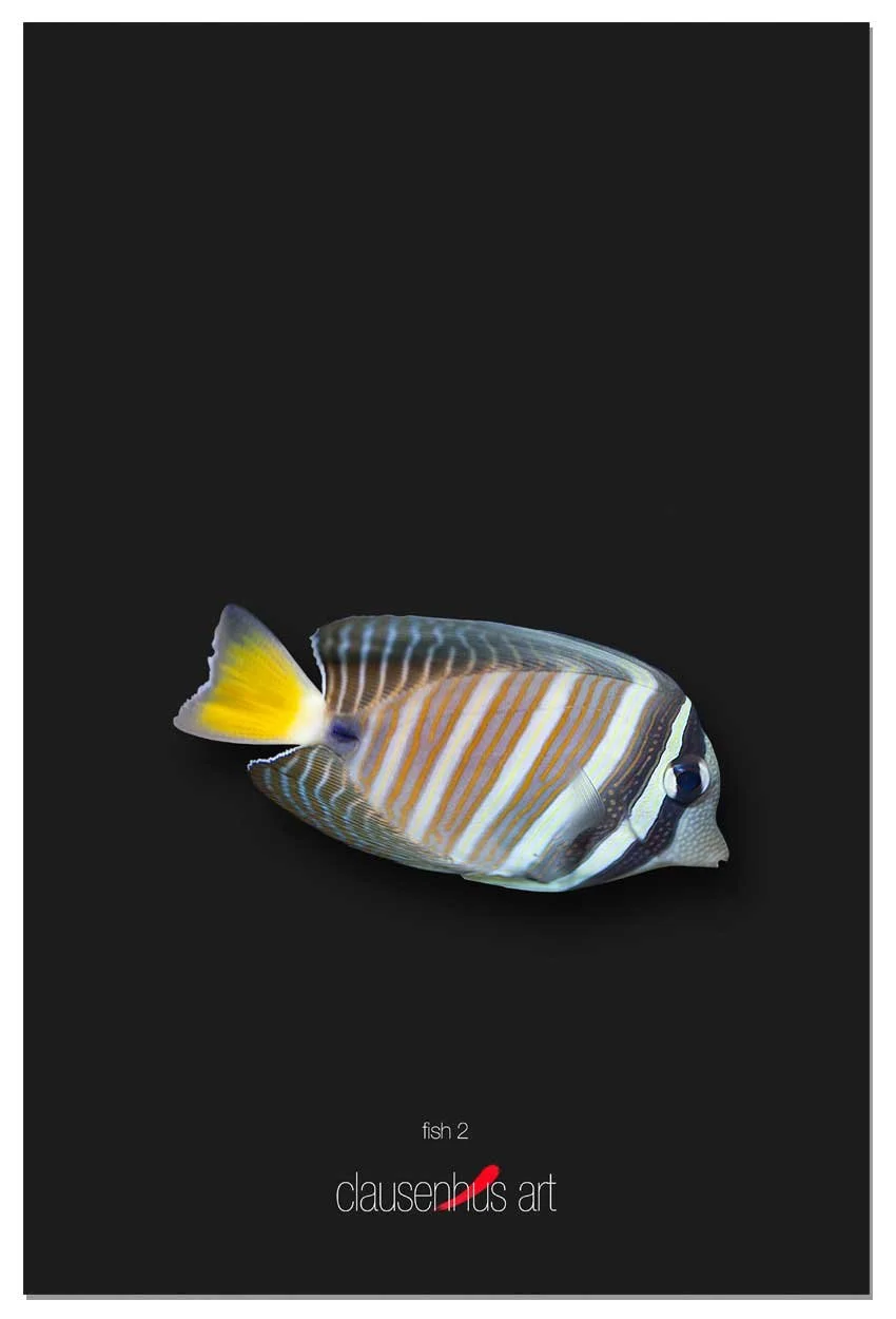 fish-2-copy.jpg