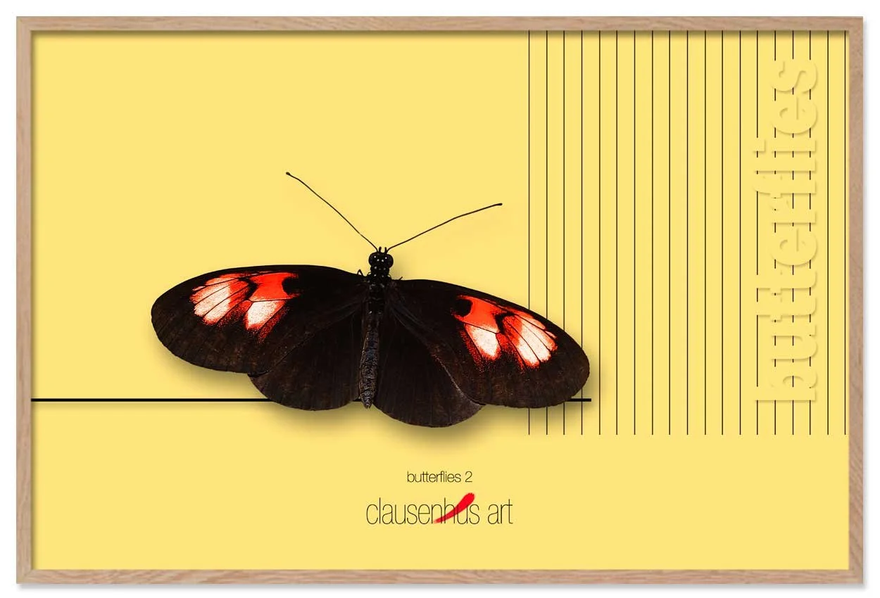 butterflies-2.jpg