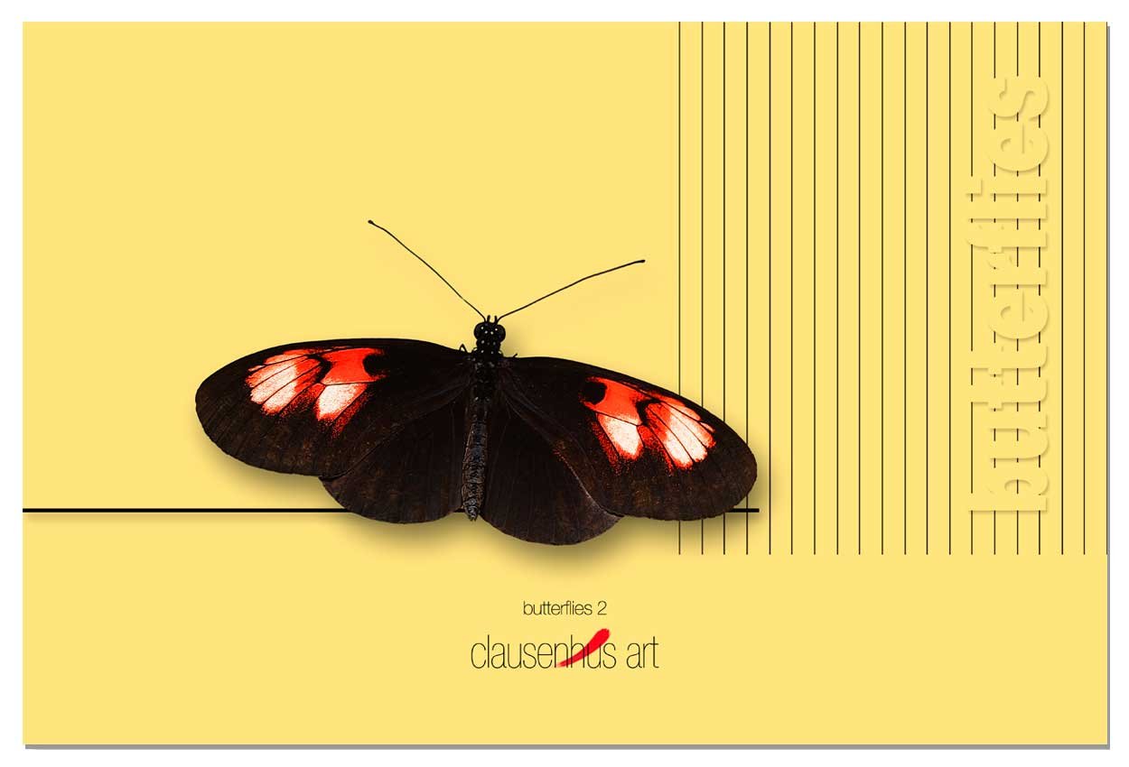 butterflies-2.jpg