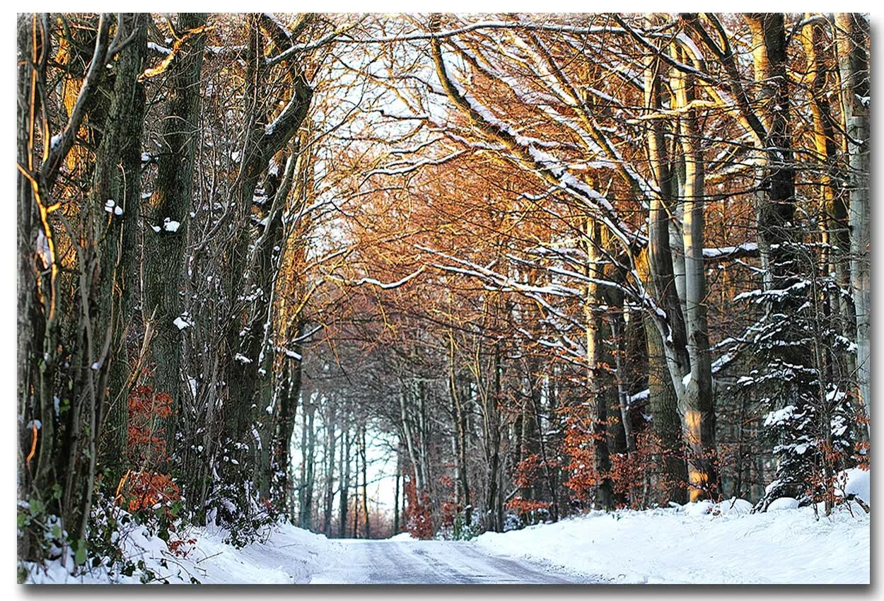 winter-forest-copy.jpg