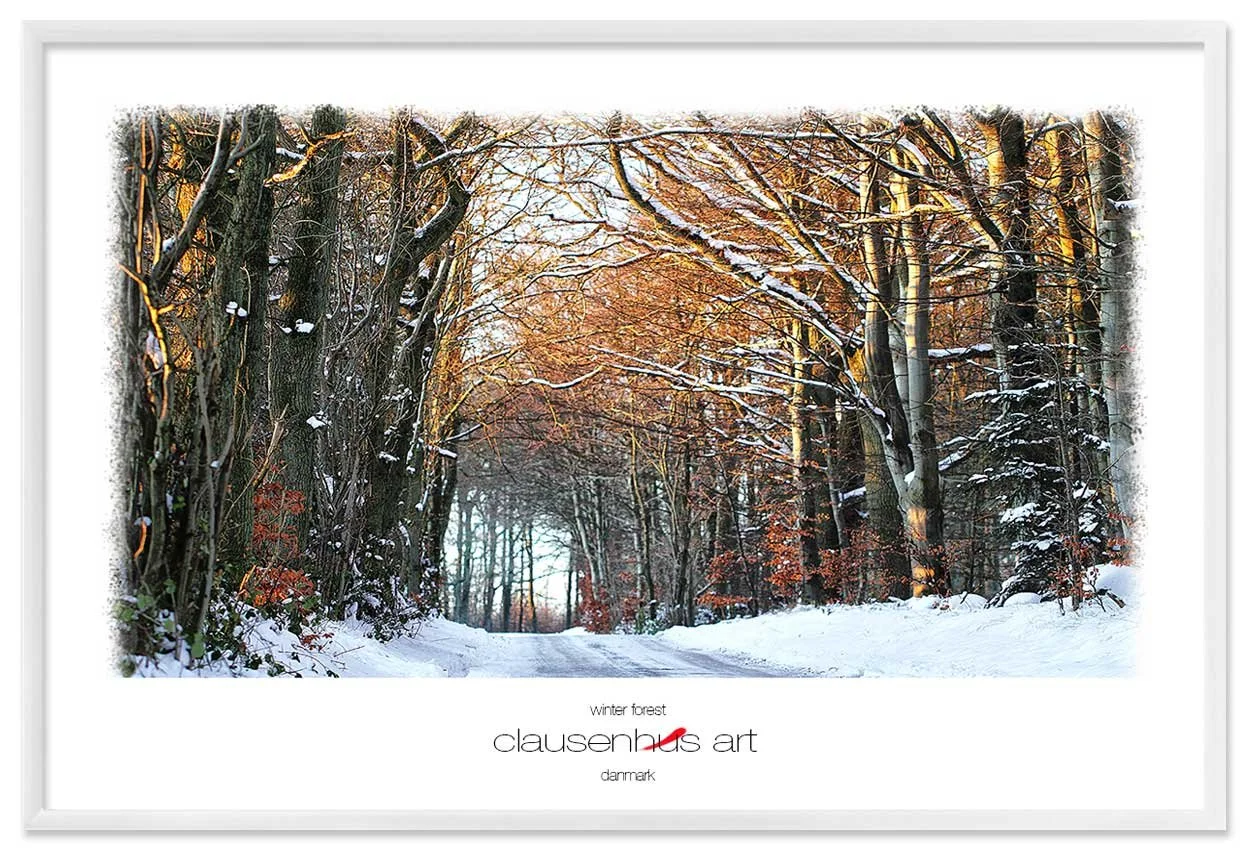 winter-forest-copy.jpg