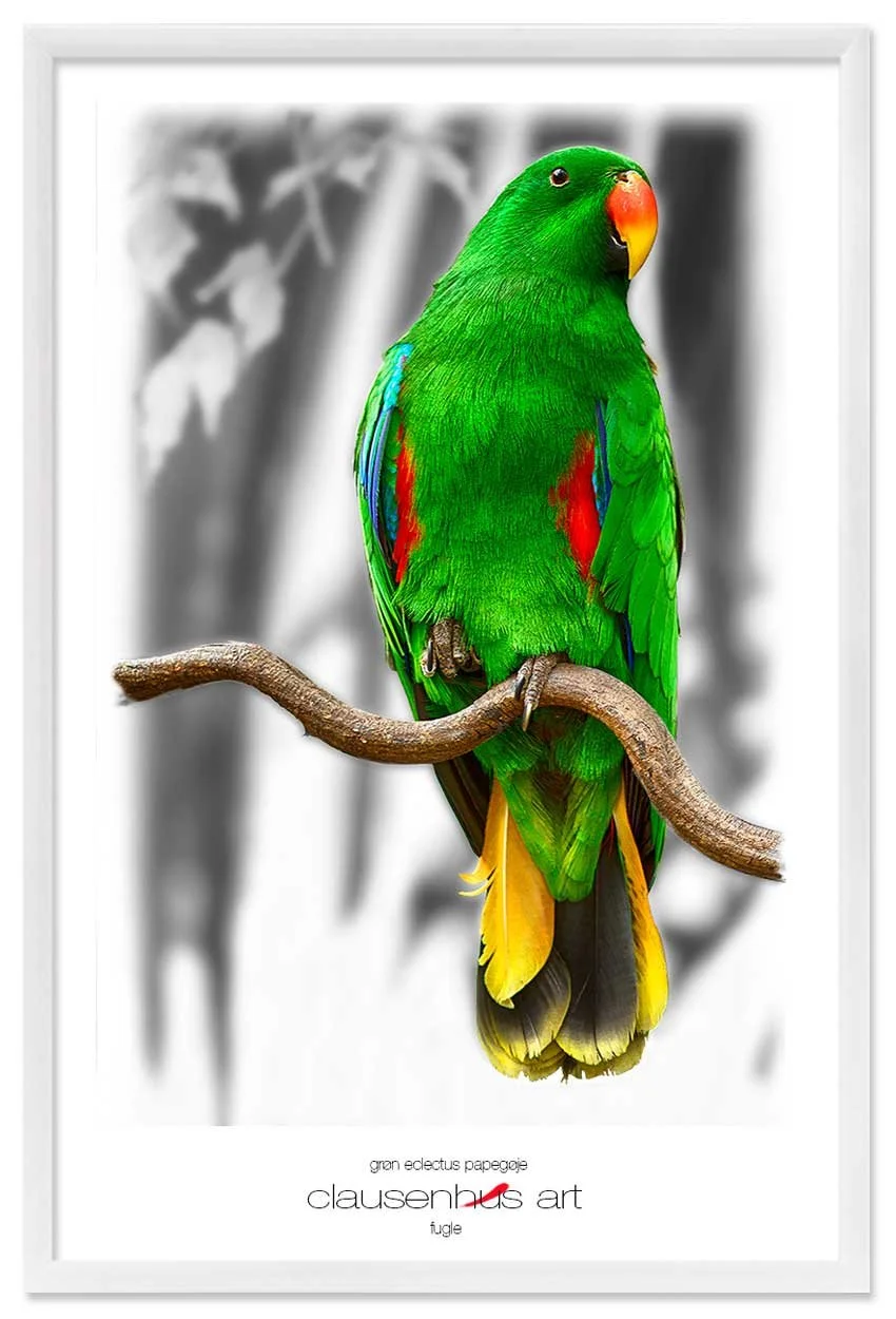 grøn-eclectus-papegøje-copy.jpg