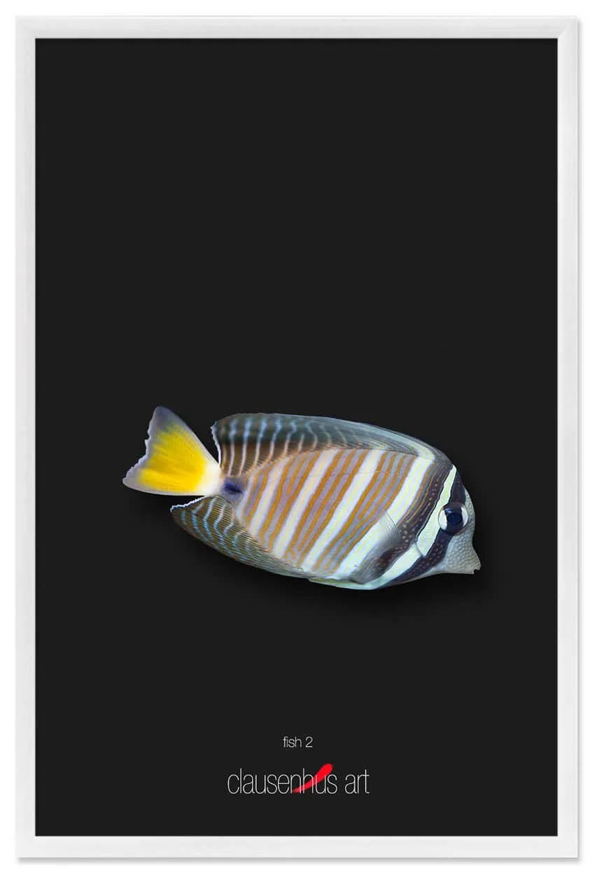 fish-2-copy.jpg