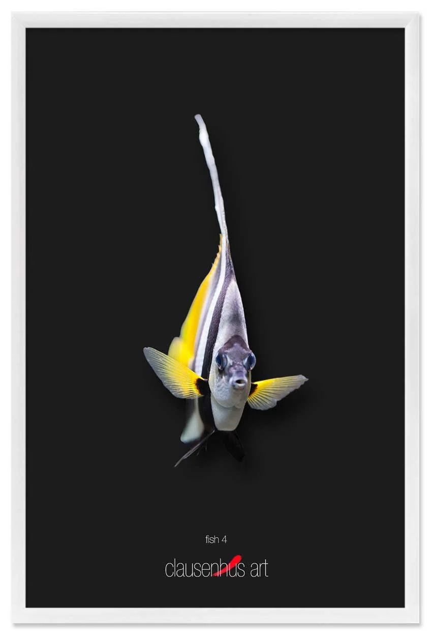 fish-4-copy.jpg