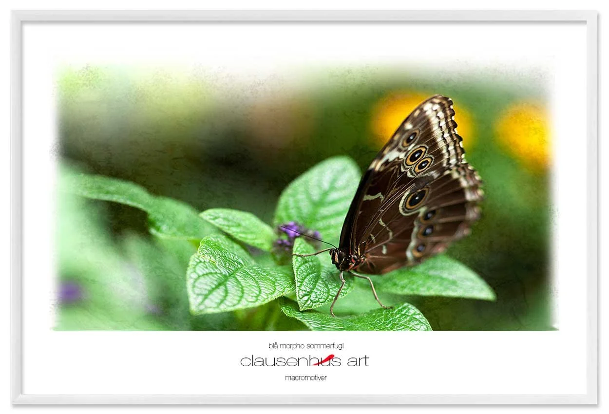 blå-morpho-sommerfugl-copy.jpg