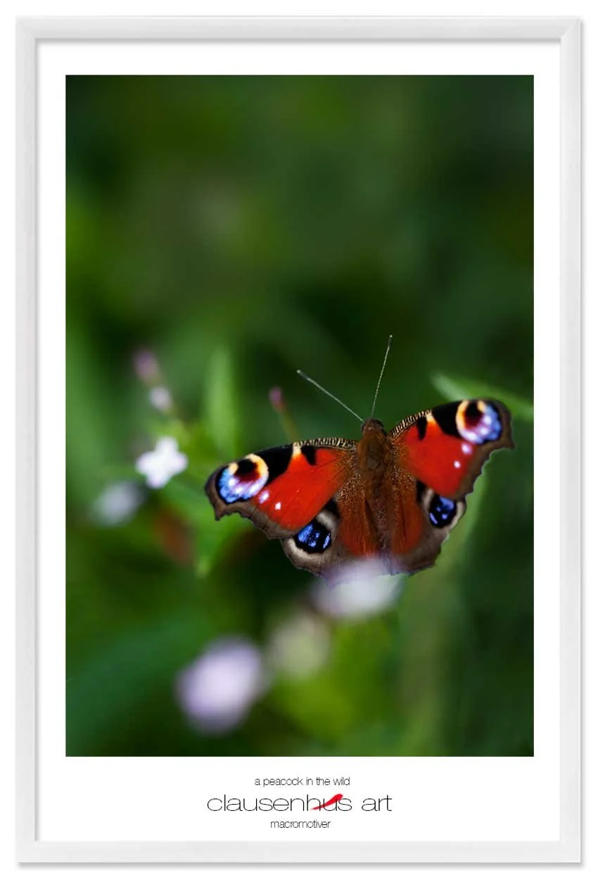 a-peacock-in-the-wild-copy.jpg