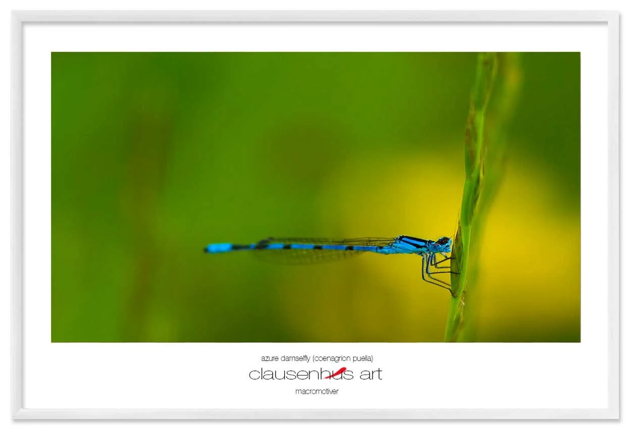 azure-damselfly-(coenagrion-puella)-copy.jpg