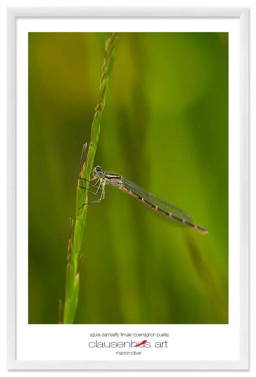 azure-damselfly-fimale-(coenagrion-puella)-copy.jpg