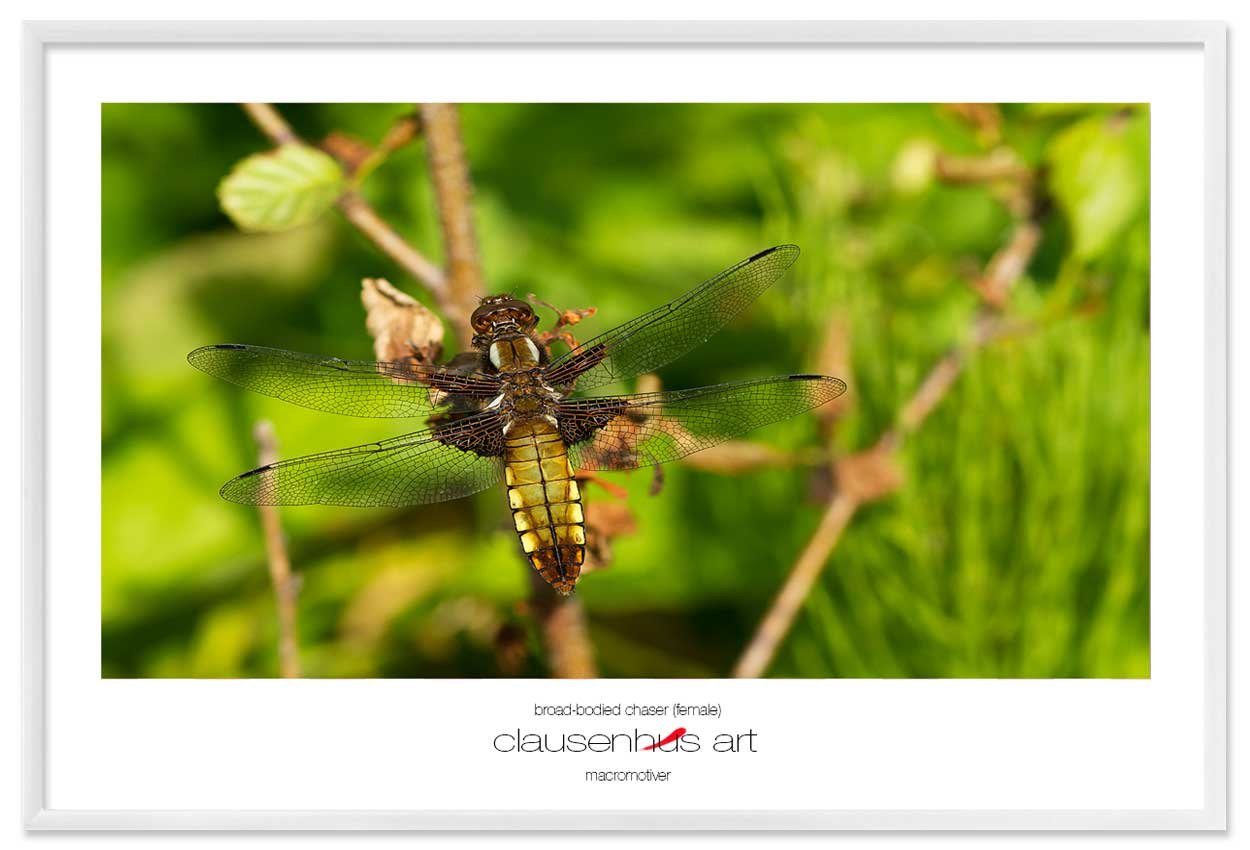 broad-bodied-chaser-(female)-copy.jpg