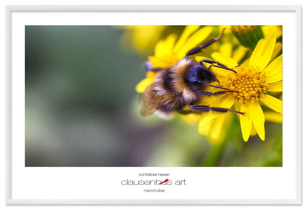 bumblebee-heaven-copy.jpg