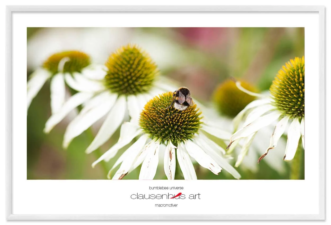 bumblebee-universe-copy.jpg