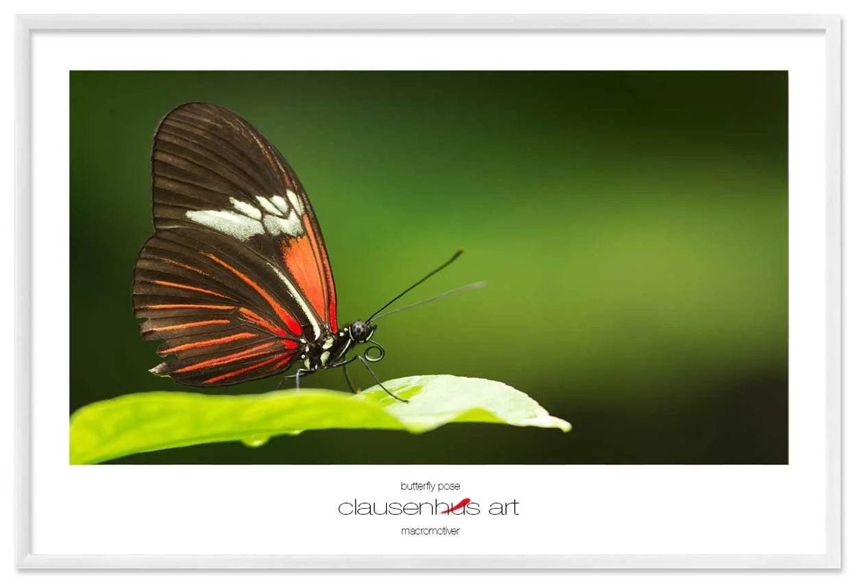 butterfly-pose-copy.jpg