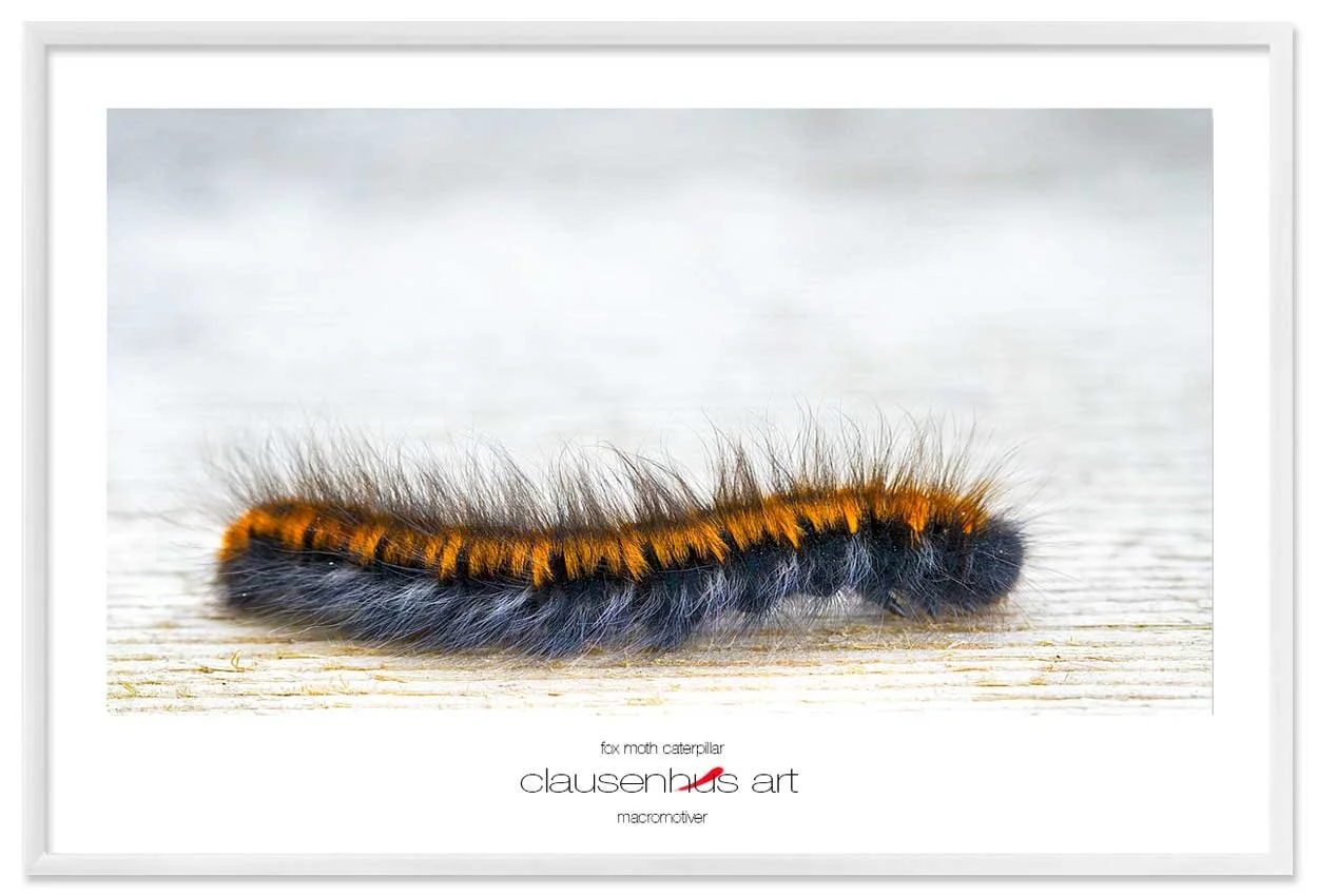 fox-moth-caterpillar-copy.jpg