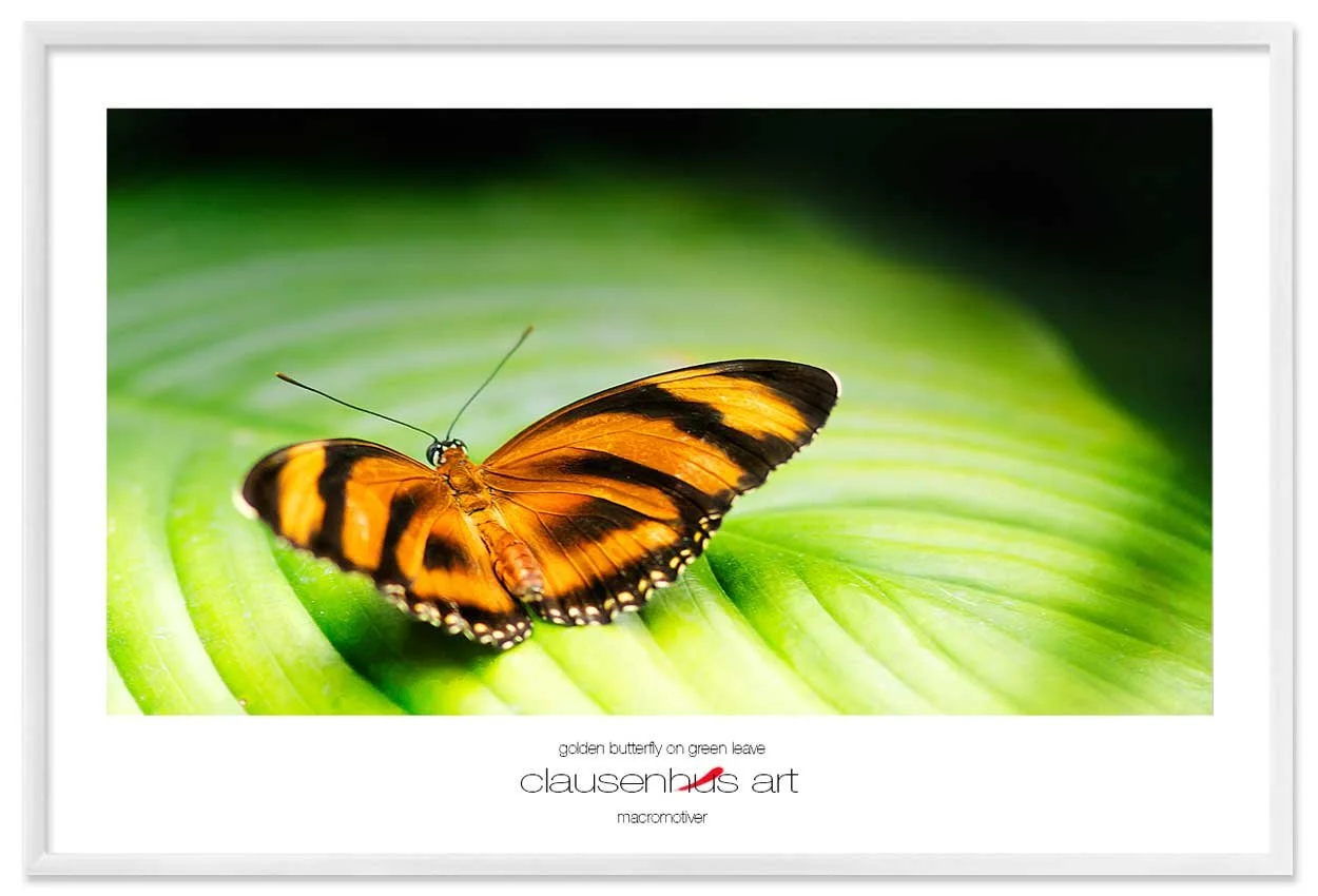 golden-butterfly-on-green-leave-copy.jpg