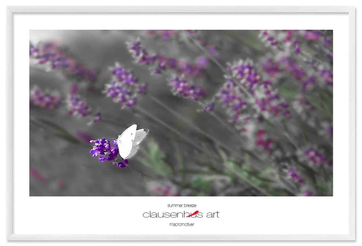 summer-breeze-copy.jpg