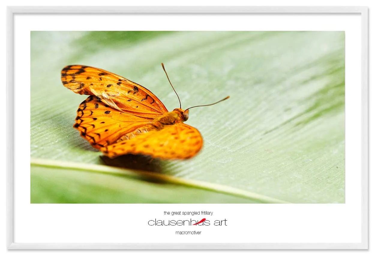 the-great-spangled-fritillary-copy.jpg
