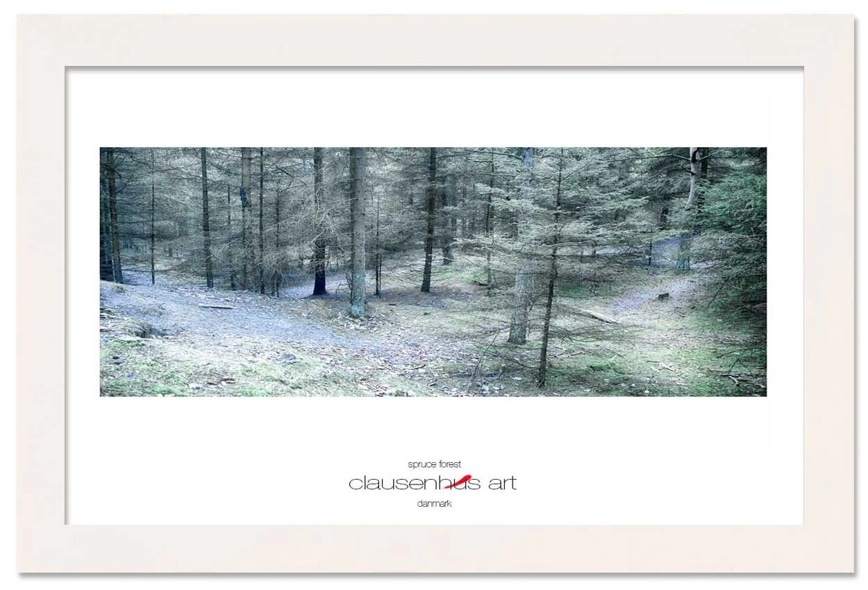 spruce-forest-copy.jpg
