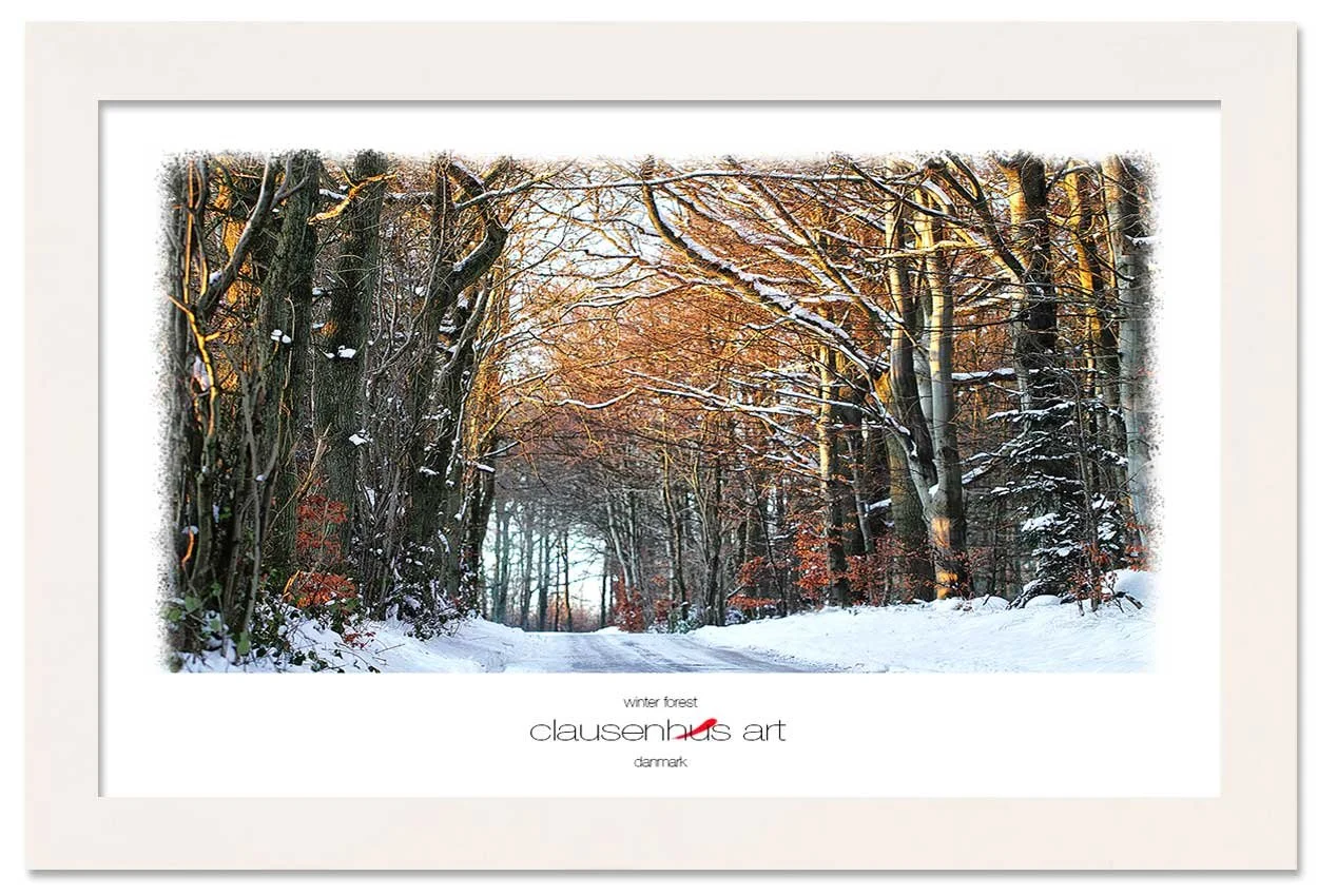 winter-forest-copy.jpg