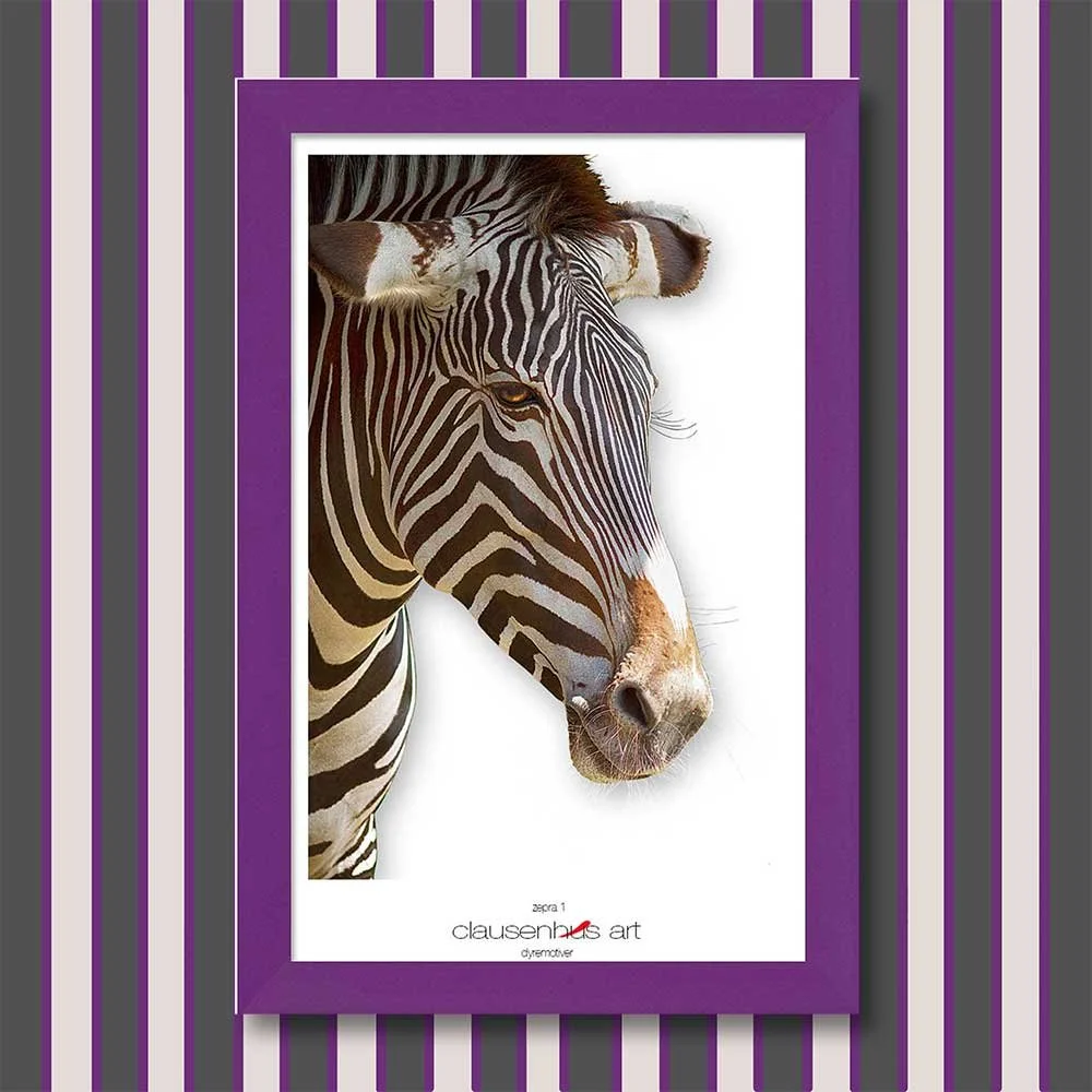 zebra-1.jpg
