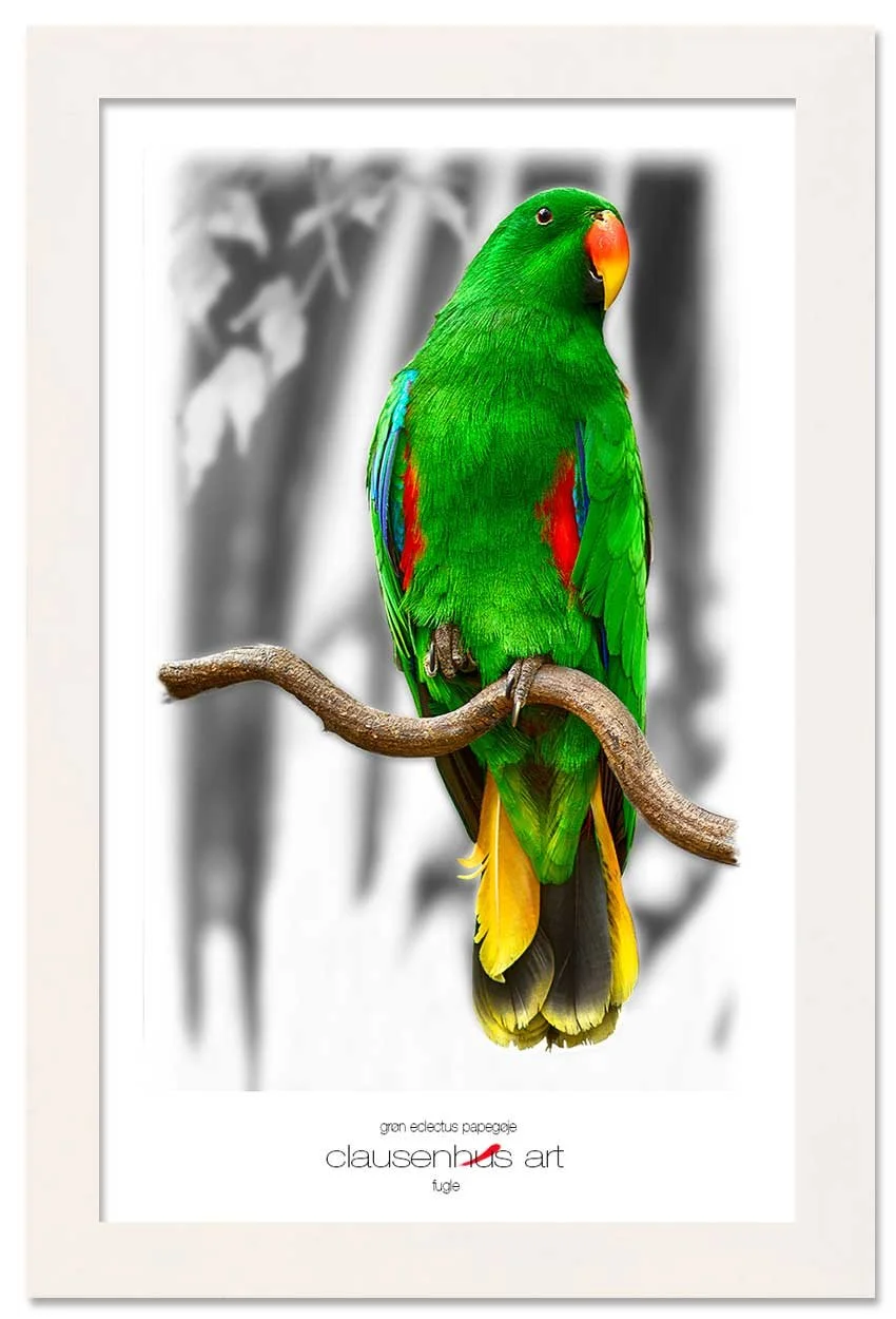 grøn-eclectus-papegøje-copy.jpg