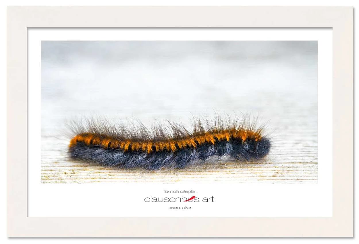 fox-moth-caterpillar-copy.jpg